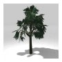 Tree 1