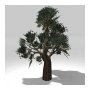 Tree 2