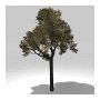 Tree 3