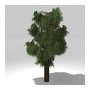 Tree 6