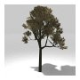 Tree 7